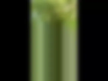 88sexmachine88 live webcam preview