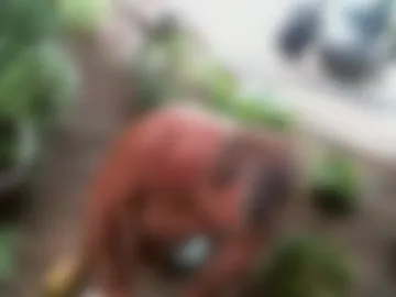 anoaklawnguy photo 5
