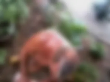 anoaklawnguy webcam preview