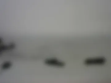 boicunt_sissyslave live webcam preview