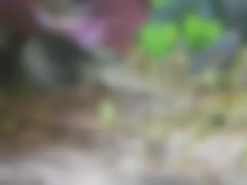 booker_baxton webcam preview