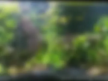 booker_baxton webcam preview