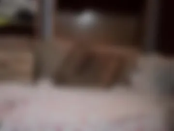 boypussysowet photo 8