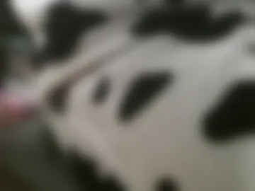 caballeropajero live webcam preview