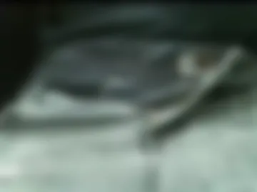 caballeropajero live webcam preview