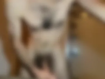 captainbalboa webcam preview
