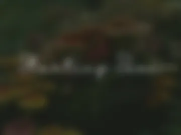 cocoasundaze webcam preview