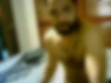 davogdl live webcam preview