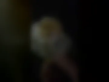 dcaearn live webcam preview