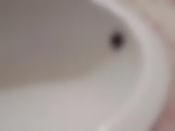 dthedog12 photo 8