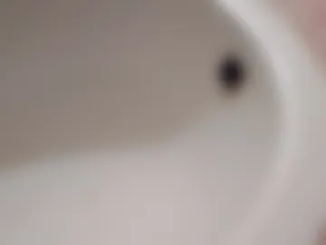 dthedog12 photo 6