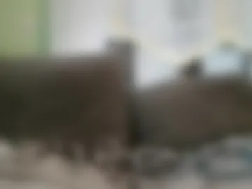 exotermal webcam preview