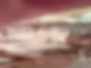 fangfountain live webcam preview