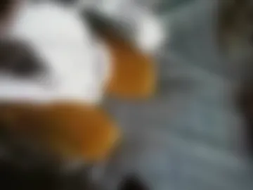 gregoriastaschke webcam preview