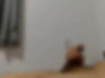 honey__dick live webcam preview