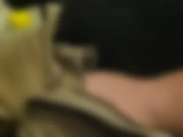 hornynpa photo 2