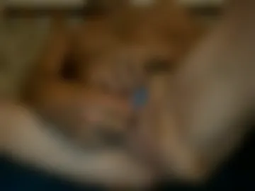 islandboomer live webcam preview