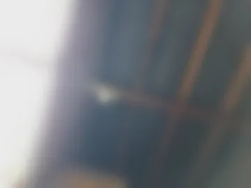 jimi2017 live webcam preview