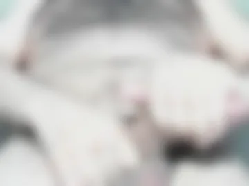 letmestretchyou1 webcam preview