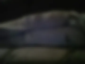 libertypbt live webcam preview