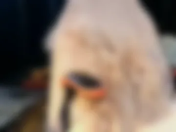 littlepistol webcam preview