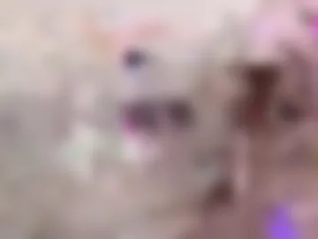 milaneo3 live webcam preview