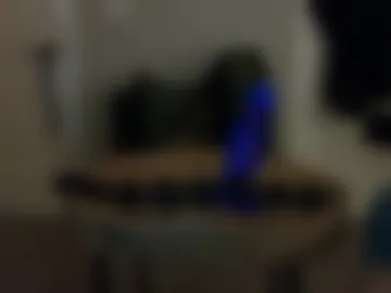 mistacam live webcam preview