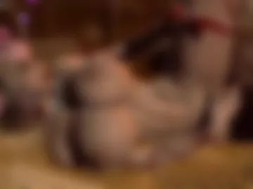 mitsuri_hot photo 6