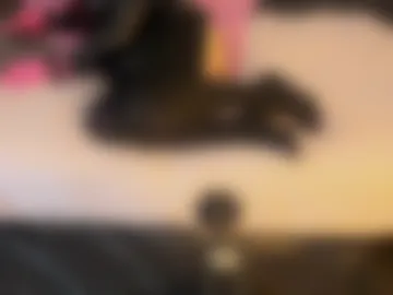 newsibbing live webcam preview