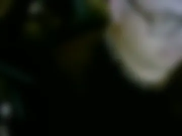 nicholaastavrou1977066464511 live webcam preview