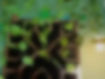 penelope_rave live webcam preview