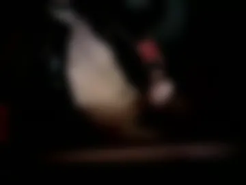 plucks live webcam preview