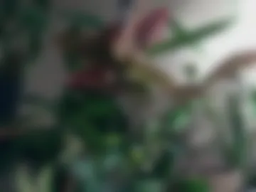 pricklypear85 webcam preview