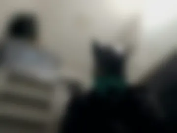 pup_kori photo 3