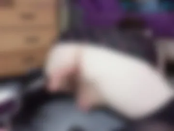 puppyboiej live webcam preview