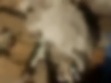 sexchtic1 live webcam preview