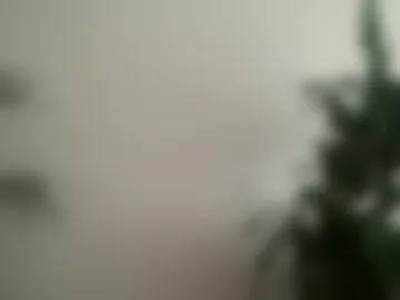 shashoub live webcam preview