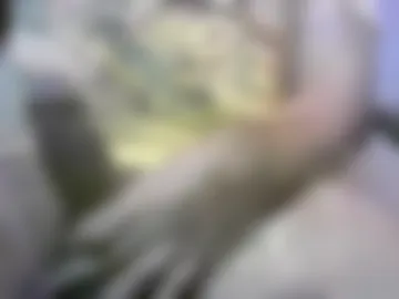 sigifredoroca photo 2