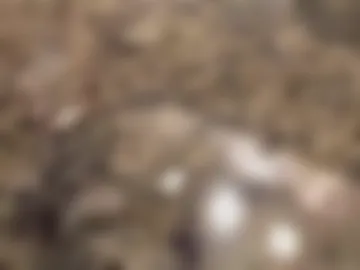 smokefest187 photo 2