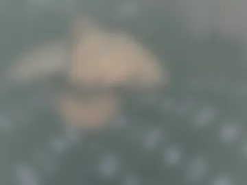 spanishjoker live webcam preview