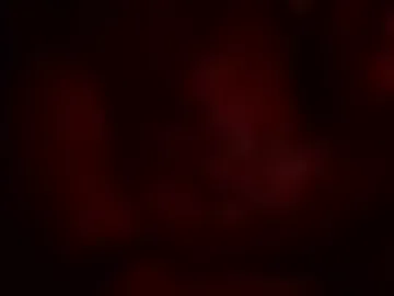 straycatdaddy live webcam preview