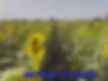 sunflower0907 photo 5