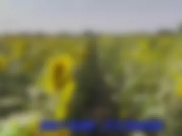 sunflower0907 photo 2