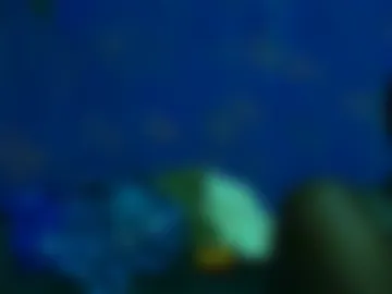 sunnyjohn447 live webcam preview