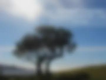 tomtotal webcam preview