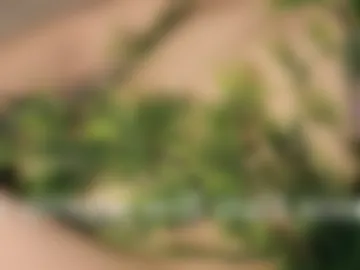 toshimori webcam preview