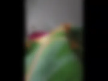truble_again live webcam preview