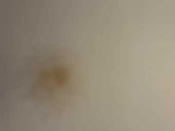 wheremydaydream webcam preview