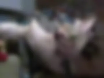 zhengxuansheng888 live webcam preview